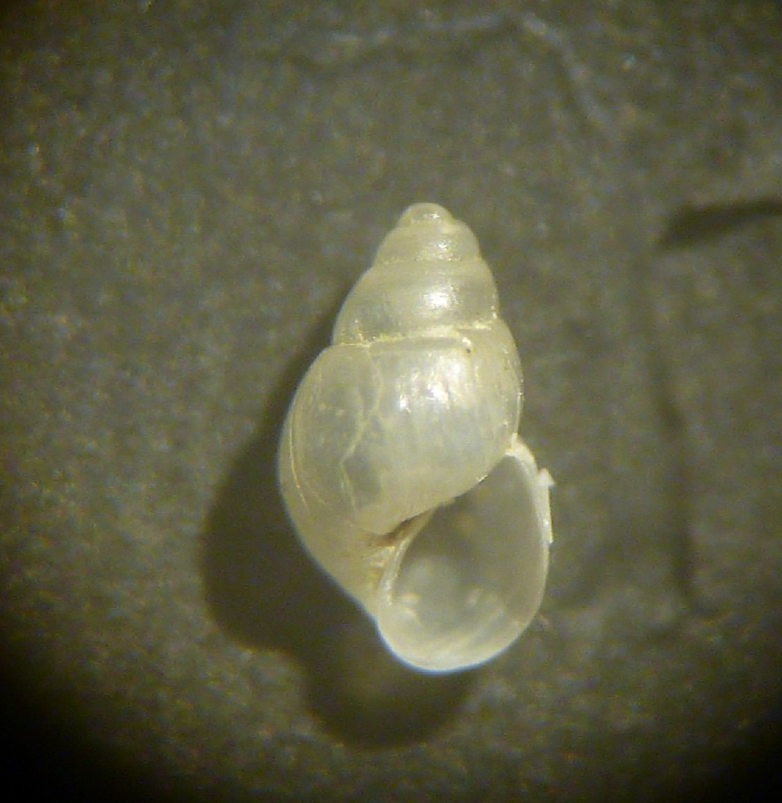 Odostomia da determinare